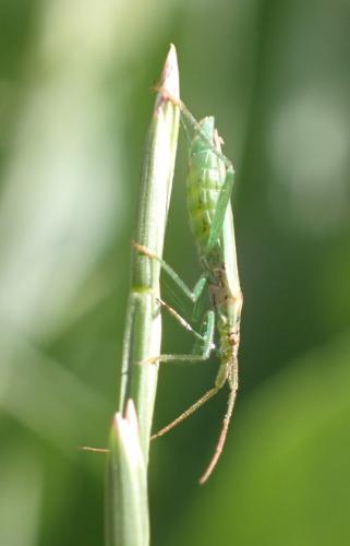 Stenodema laevigata